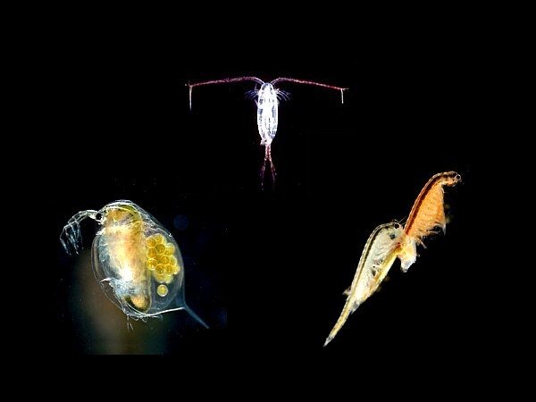 Alimento vivo: Otros invertebrados