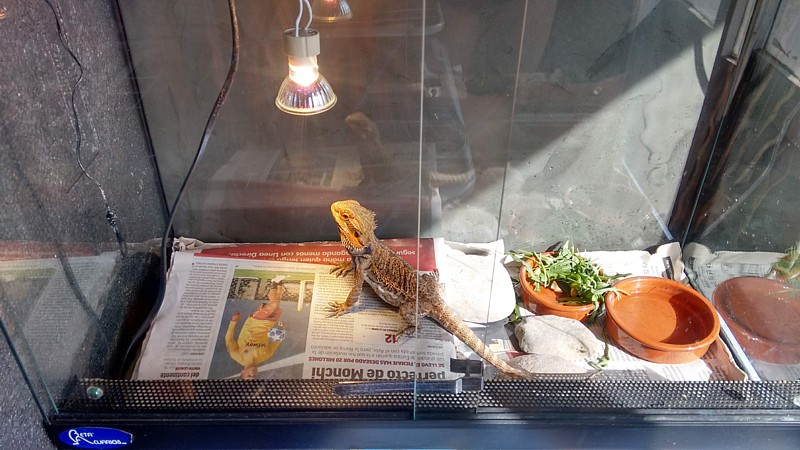 Pogona en cuarentena