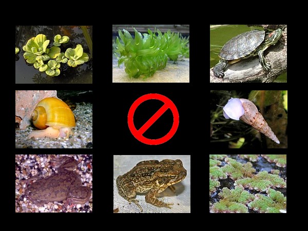 Catálogo español de especies exóticas invasoras