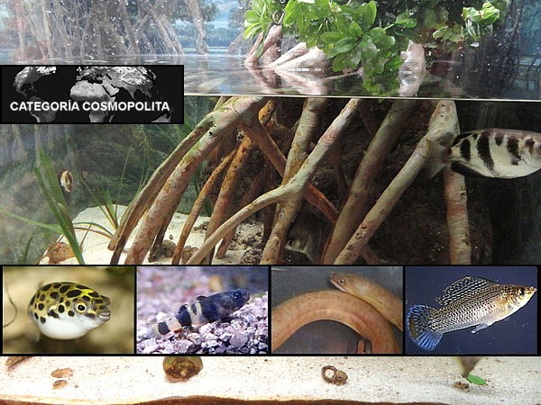 Peces agua salobre