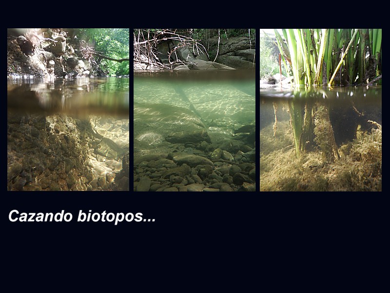 Viaje subacuático: Cazando biotopos
