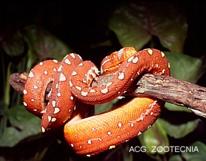 Morelia (Chondropython) viridis