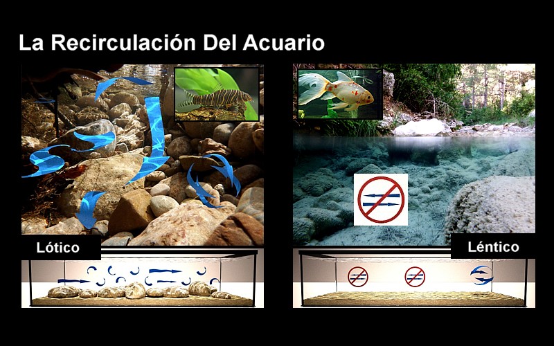 Circulación acuario