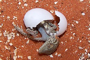 Agamura persica, eclosión