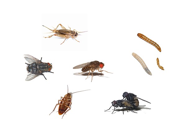 Alimento vivo: Insectos