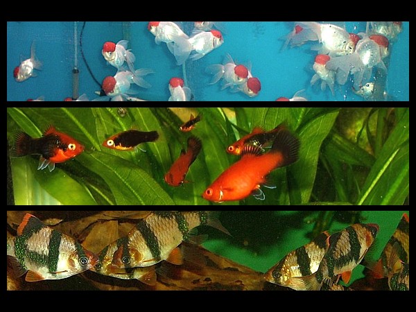 Qué peces pongo?
