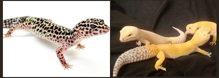Eublepharis nominal y albinos