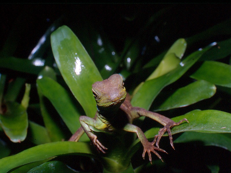 Phisygnatus baby