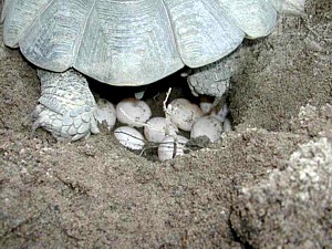 Puesta Testudo