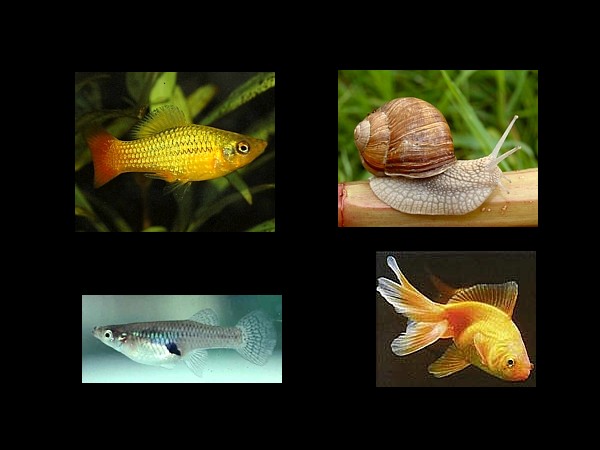 Alimento vivo: Peces y moluscos