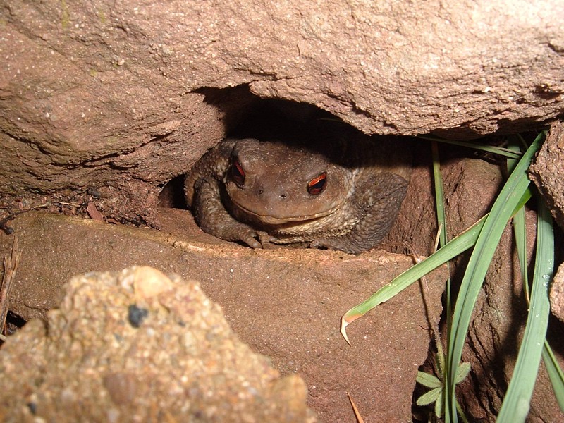 Bufo refugiado en guarida