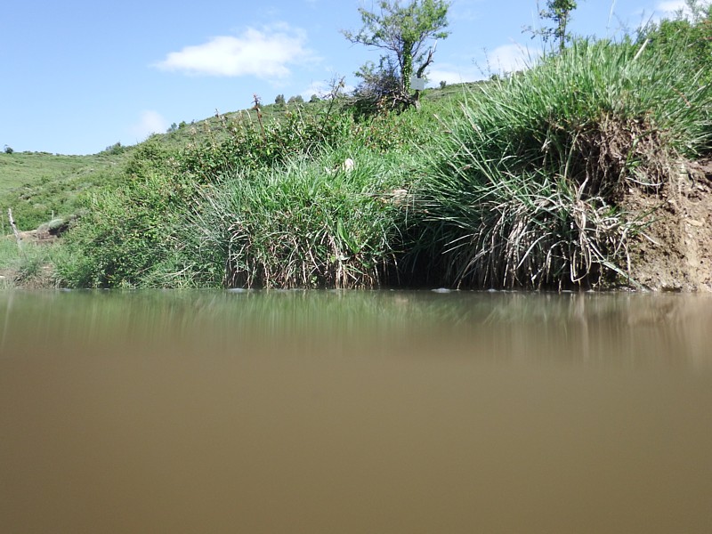 Estanque en pradera